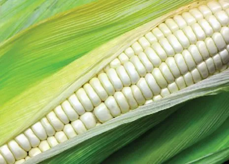 Información agropecuaria y del medio ambiente - Día de la ...