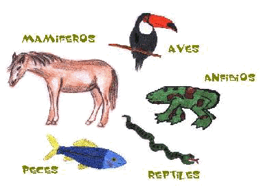 Información sobre los animales vertebrados | El BatiBlog ... Información sobre los animales vertebrados | El BatiBlog ...