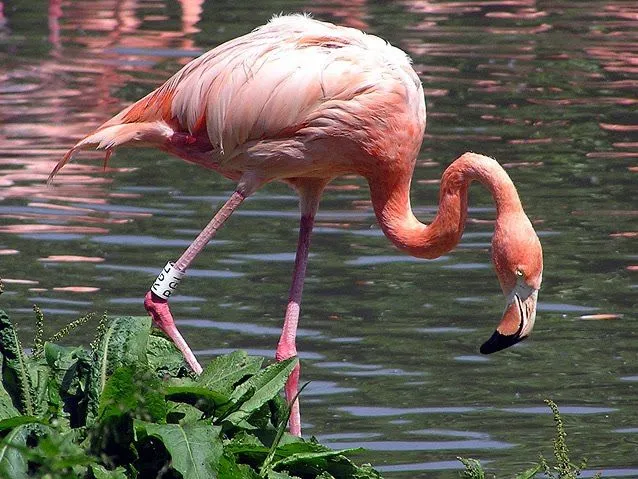 Información del Flamenco | Animales Exoticos Información del Flamenco | Animales Exoticos