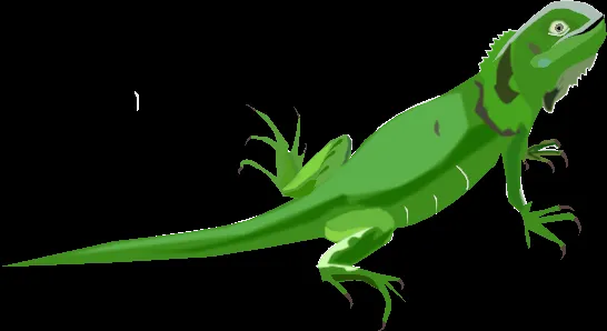 Informacion iguana basica para niños - Imagui Informacion iguana basica para niños - Imagui