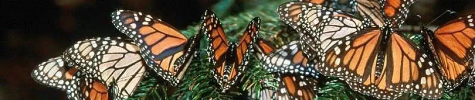 Información sobre las mariposas | MARIPOSAPEDIA