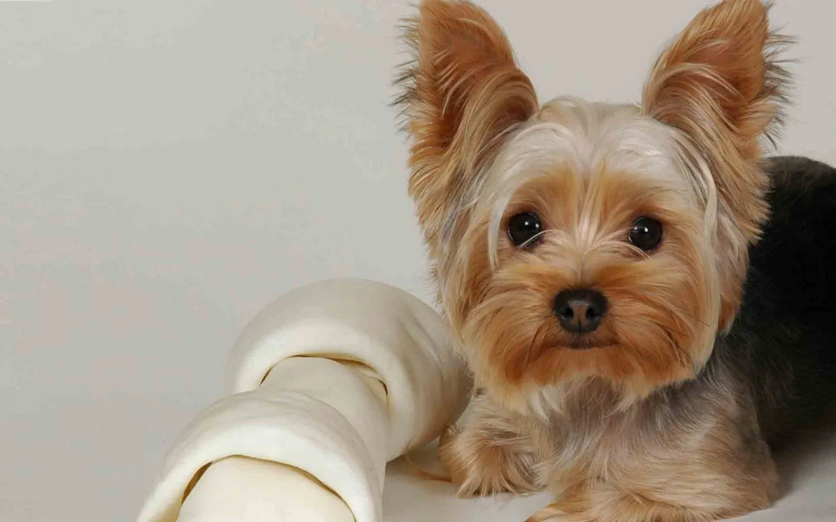 Informacion Perros e imagenes Nº19: Yorkshire Terrier - Taringa! Informacion Perros e imagenes Nº19: Yorkshire Terrier - Taringa!