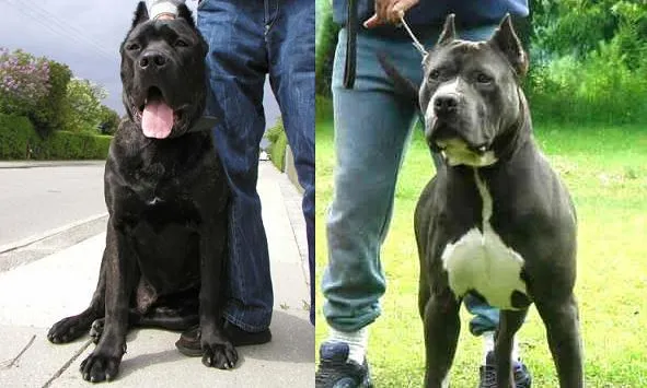 Información de la raza: Bandog