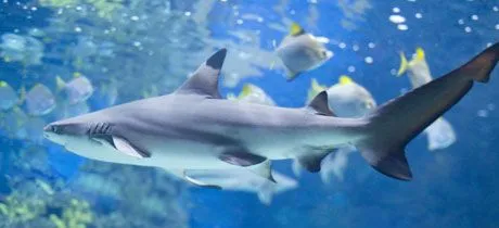 Taller para niños en Barcelona. Investiguemos los tiburones Taller para niños en Barcelona. Investiguemos los tiburones