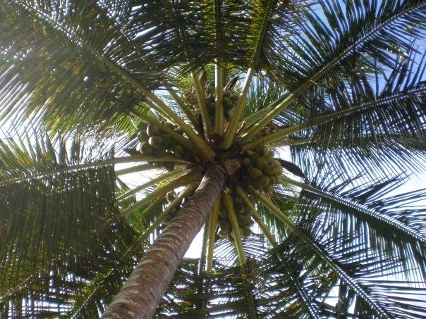 Informate @ Diario: Haitianos tumban matas de palmas de coco para ... Informate @ Diario: Haitianos tumban matas de palmas de coco para ...