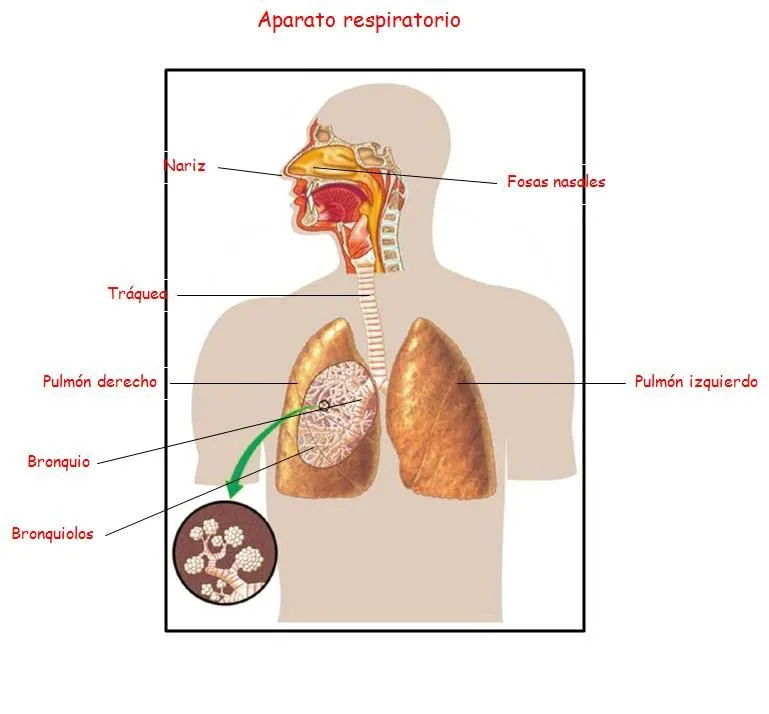 Informatica apilacada: El Cuerpo Humano y sus Partes Informatica apilacada: El Cuerpo Humano y sus Partes