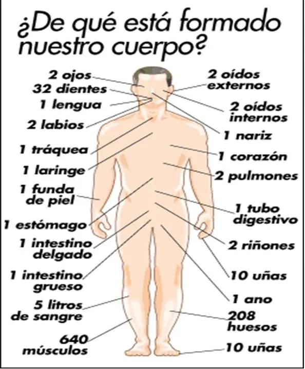 Informatica apilacada: El Cuerpo Humano y sus Partes Informatica apilacada: El Cuerpo Humano y sus Partes