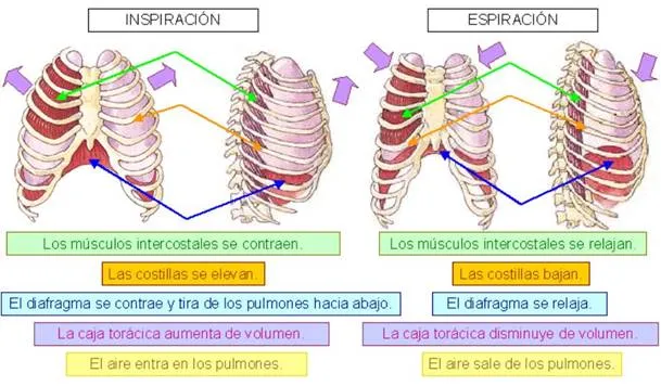 Informe de experimento: La botella que respira - Monografias.com