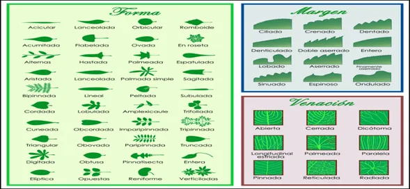 Informe de un experimento: crecimiento de una planta - Monografias.com Informe de un experimento: crecimiento de una planta - Monografias.com