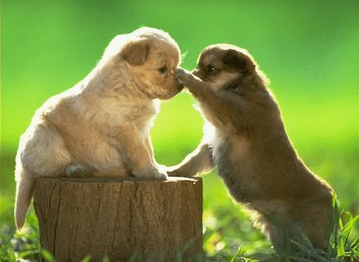 Imagenes tiernas de animales en movimientos - Imagui Imagenes tiernas de animales en movimientos - Imagui