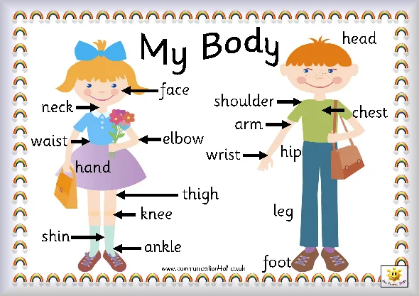 Inglés con la "Seño-Teacher Silvia": Tema 2. El cuerpo humano Inglés con la "Seño-Teacher Silvia": Tema 2. El cuerpo humano