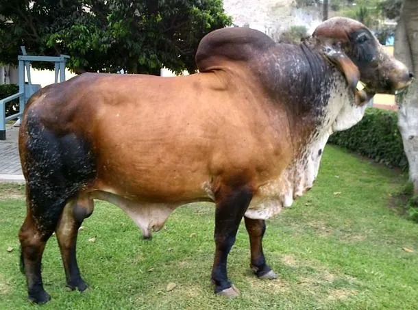 INIA pone a la Venta dos Toros de la Raza Gyr Lechero | Perulactea INIA pone a la Venta dos Toros de la Raza Gyr Lechero | Perulactea