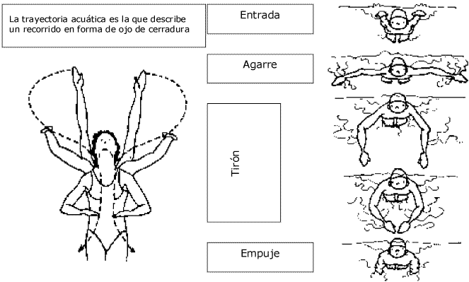 Iniciación a la técnica en el estilo mariposa Iniciación a la técnica en el estilo mariposa