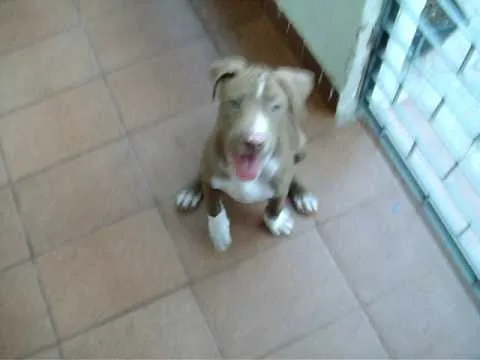 início do adestramento do pit bull apenas 2 meses de vida - YouTube