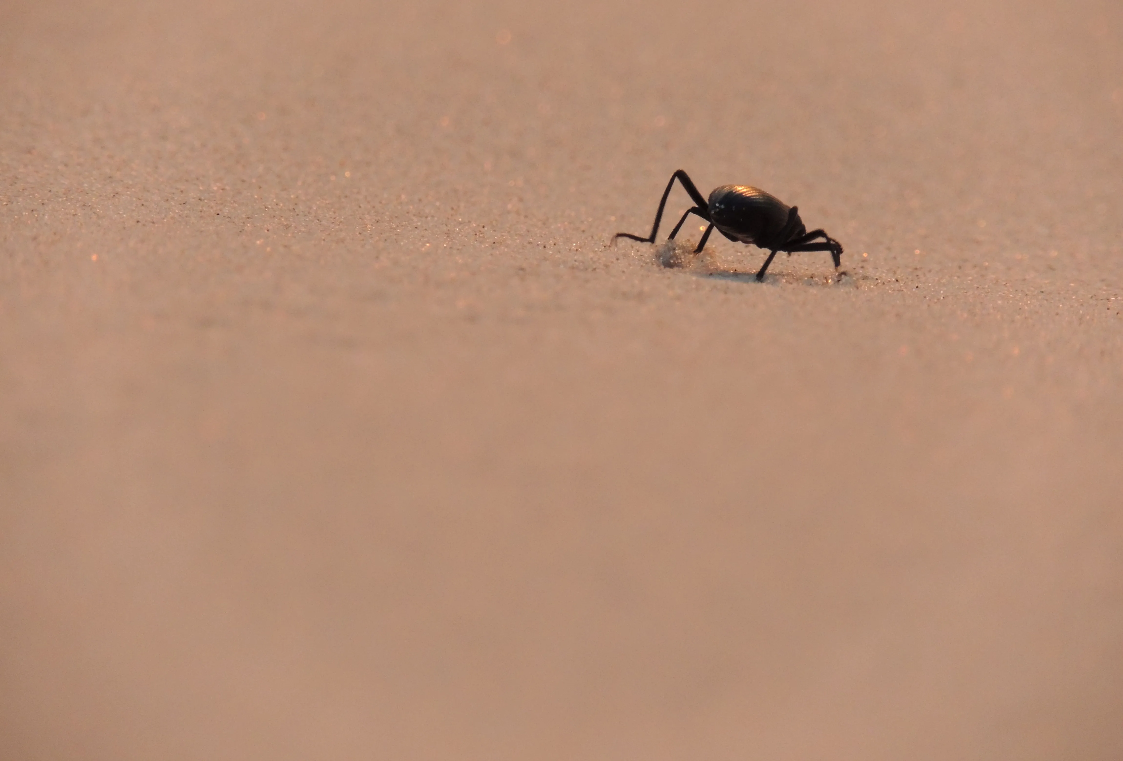 La inmensidad del desierto en su máxima expresión: Los médanos de ... La inmensidad del desierto en su máxima expresión: Los médanos de ...