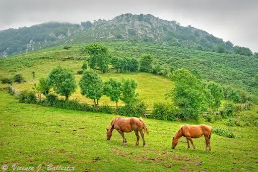 Inscripciones Paisaje más bonito con Caballos