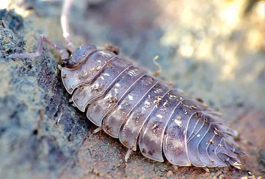 Insectos | BioBalears