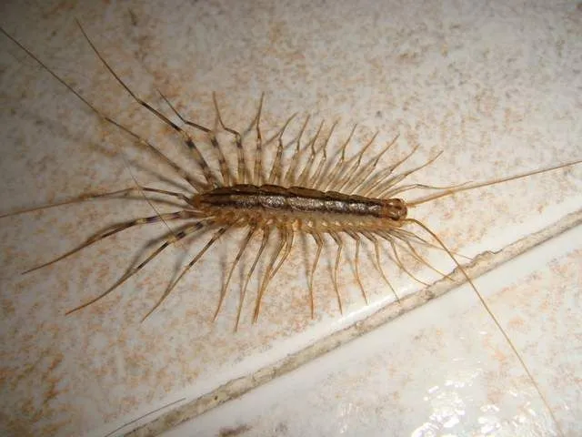 Insecto con muchas patas - Imagui