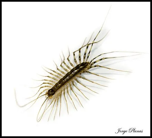 Insecto con muchas patas - Imagui