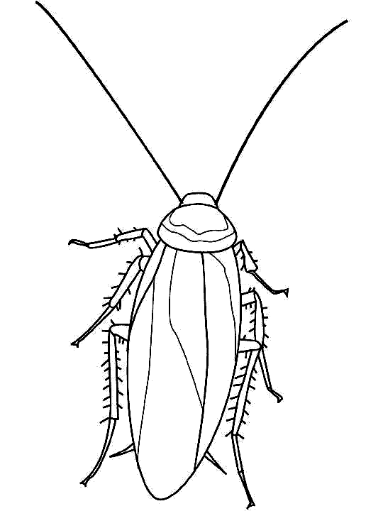 Dibujos para colorear de Insectos, Plantillas para colorear de ... Dibujos para colorear de Insectos, Plantillas para colorear de ...