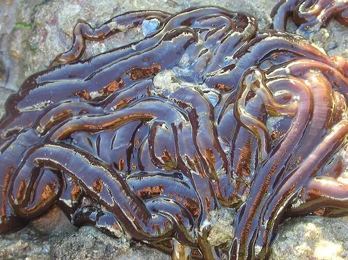 Insectos, gusanos, moluscos y demás bichos gigantes | Tejiendo el ... Insectos, gusanos, moluscos y demás bichos gigantes | Tejiendo el ...