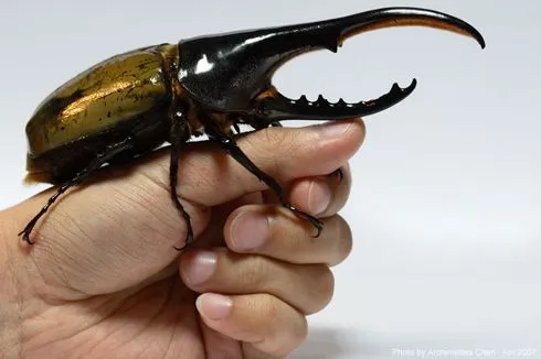 Insectos, gusanos, moluscos y demás bichos gigantes | Tejiendo el ... Insectos, gusanos, moluscos y demás bichos gigantes | Tejiendo el ...