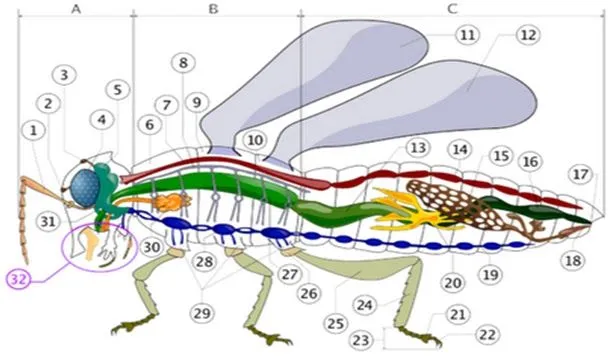 insectos de importancia forestal: PRIMER DRA DE ENTOMOLOGÌA