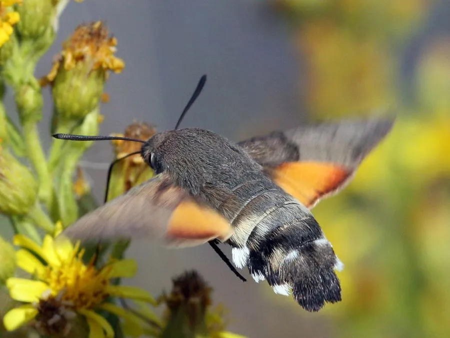 INSECTOS | Mariae