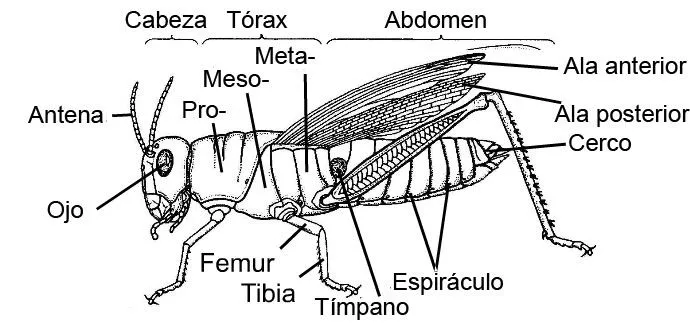 Los insectos. Morfología externa