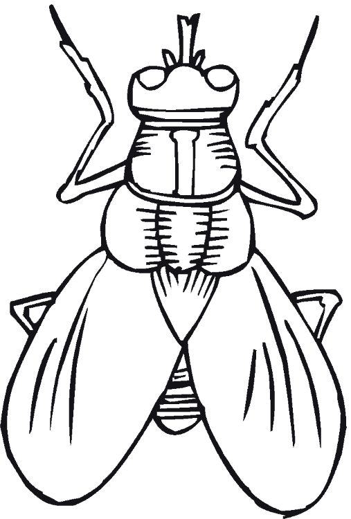Dibujos para colorear de Insectos, Plantillas para colorear de ... Dibujos para colorear de Insectos, Plantillas para colorear de ...