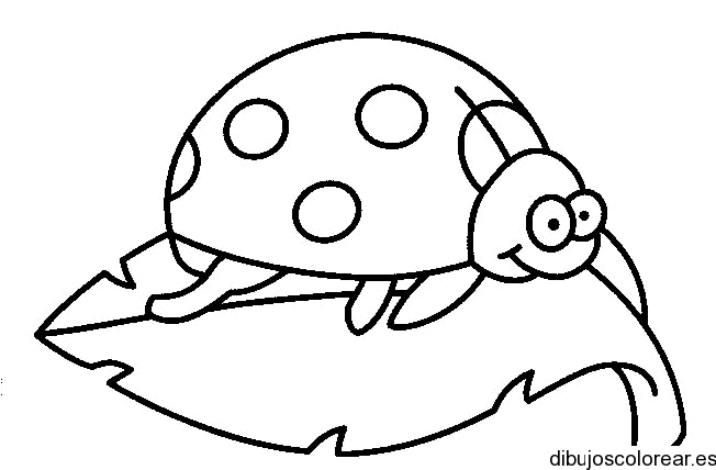 Insectos | Dibujos para Colorear