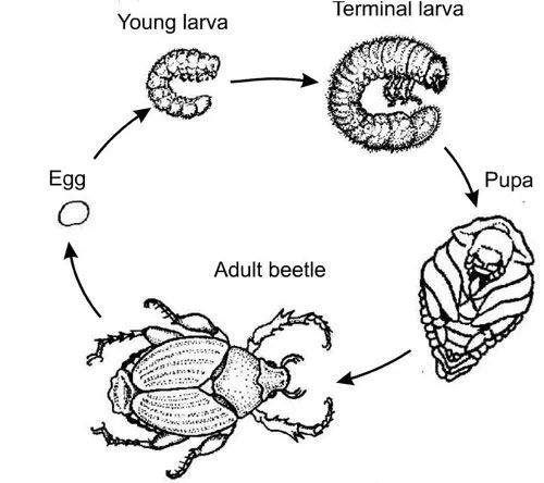 Los insectos. Reproducción y metamorfosis