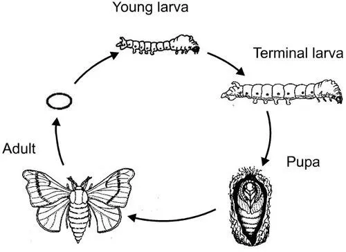 Los insectos. Reproducción y metamorfosis