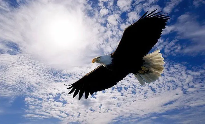 Inspiración para Liderar: Vuelo de Águila