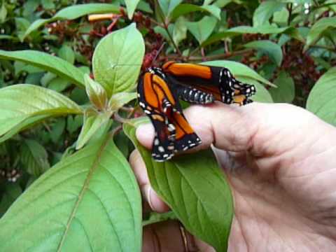 Inspiración Cuando Nace Una Mariposa (Español) - YouTube Inspiración Cuando Nace Una Mariposa (Español) - YouTube