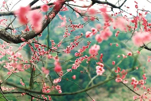 Arboles en primavera - Imagui