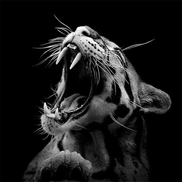 Inspiradores retratos a animales salvajes en blanco y negro ...