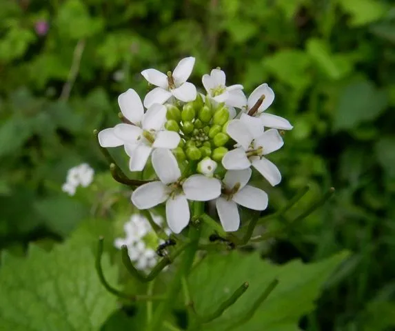 Instantes botánicos: Alliaria petiolata (hierba del ajo). Instantes botánicos: Alliaria petiolata (hierba del ajo).