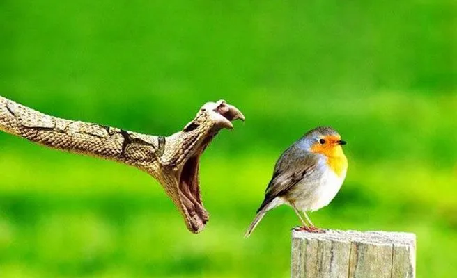 Instantes increíbles de los animales captados por una cámara