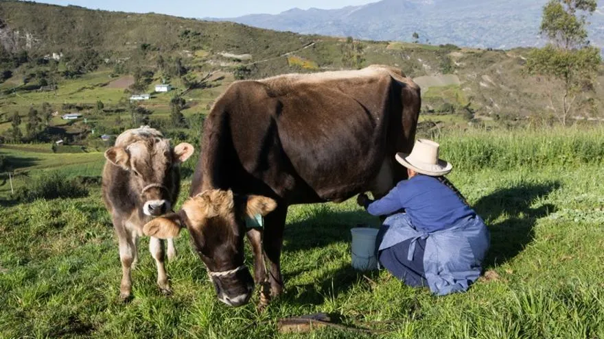 Instrucciones para producir trece litros de leche