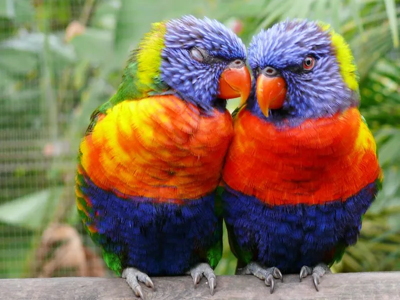 INTEC - ESPECIALISTA EN AVES EXOTICAS