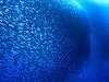 Inteligencia colectiva y bancos de peces. | gota a gota Inteligencia colectiva y bancos de peces. | gota a gota