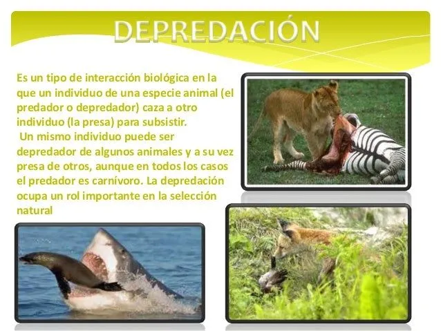 Interaccion de organismos en el ecosistema