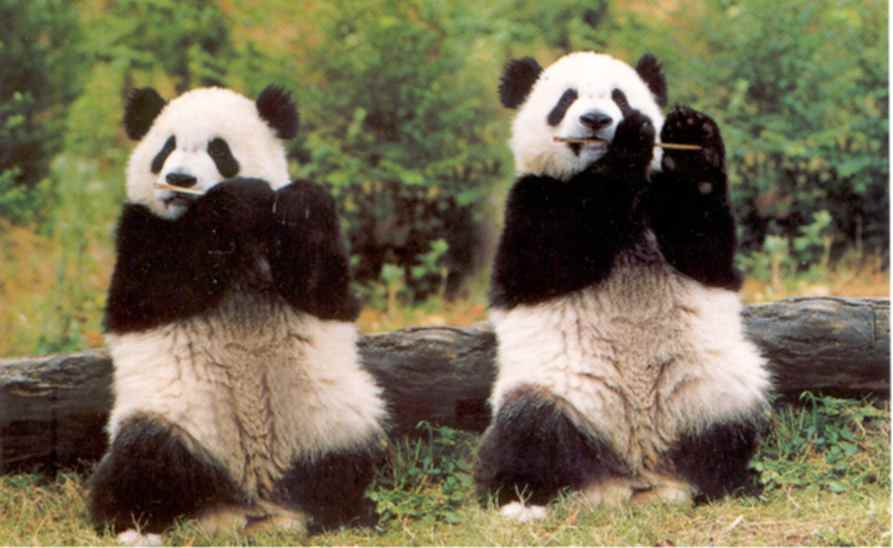 Si te interesan mas los Pandas(entra) - Taringa! Si te interesan mas los Pandas(entra) - Taringa!