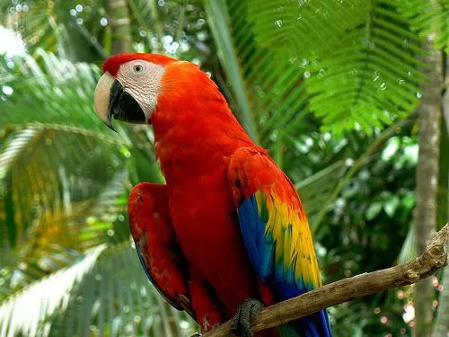 DIA INTERNACIONAL DE LAS AVES, SALVÉMOSLAS!! | EcoMéxicoSocial DIA INTERNACIONAL DE LAS AVES, SALVÉMOSLAS!! | EcoMéxicoSocial