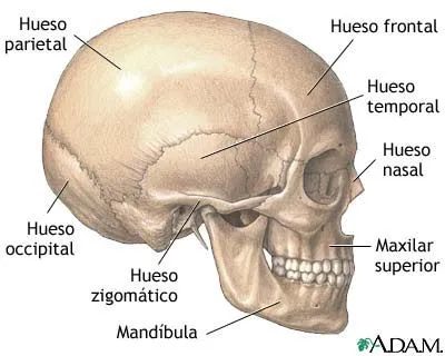Dia Internacional del Hombre: Esqueleto humano