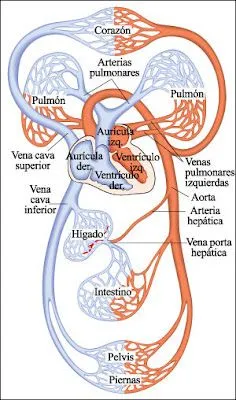 Dia Internacional del Hombre: sistema circulatorio