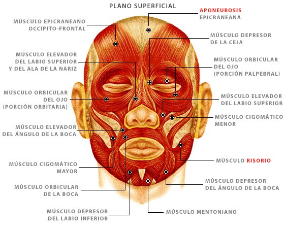 Dia Internacional del Hombre: Sistema Muscular Dia Internacional del Hombre: Sistema Muscular
