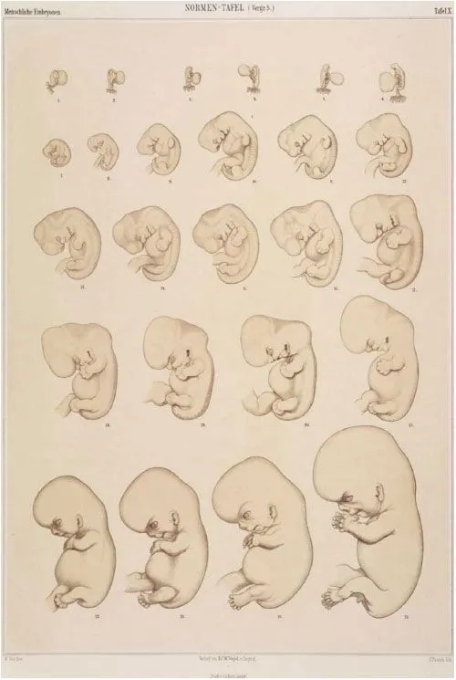 International Journal of Morphology - Contribuciones de Wilhelm ... International Journal of Morphology - Contribuciones de Wilhelm ...