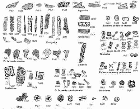 Intersecciones en antropología - Estudio de microrrestos silíceos ...